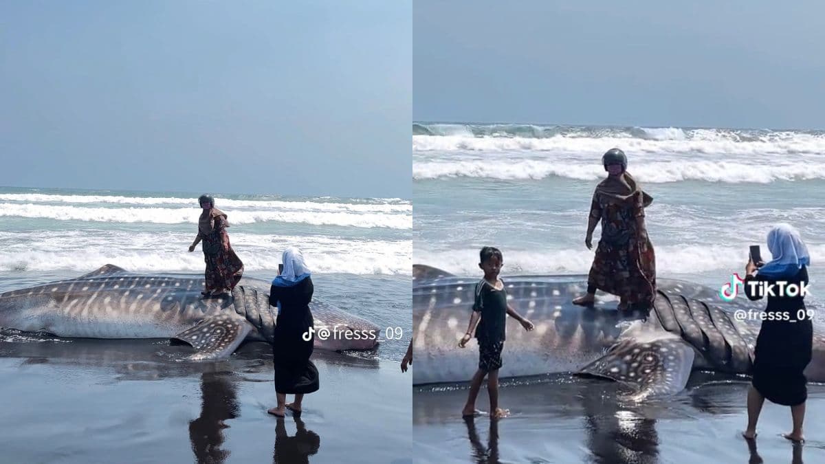 Viral Emak-Emak Foto di Atas Bangkai Paus, Netizen: Nyi Roro Kidul Sungkem