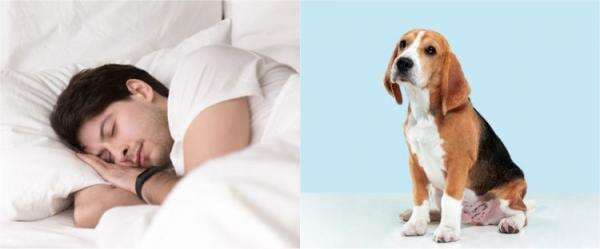 11 Arti mimpi digigit anjing menurut Islam & primbon Jawa, penuh makna 11 Arti mimpi digigit anjing menurut Islam & primbon Jawa, penuh makna