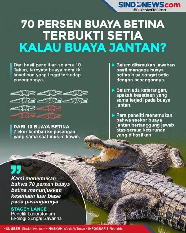 70 Persen Buaya Betina Terbukti Setia, Kalau Buaya Jantan?