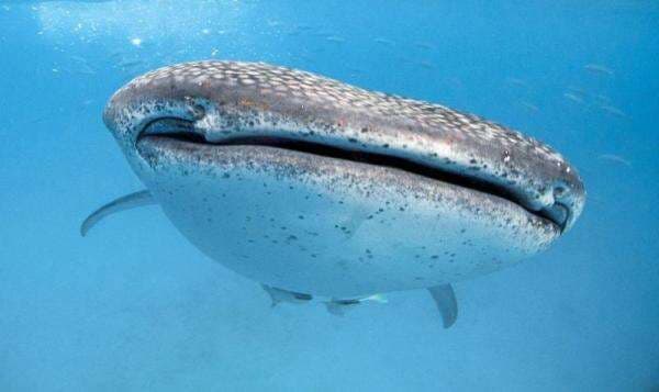 Contoh Hewan Vertebrata, Gambar dan Klasifikasi Kelasnya Lengkap Contoh Hewan Vertebrata, Gambar dan Klasifikasi Kelasnya Lengkap