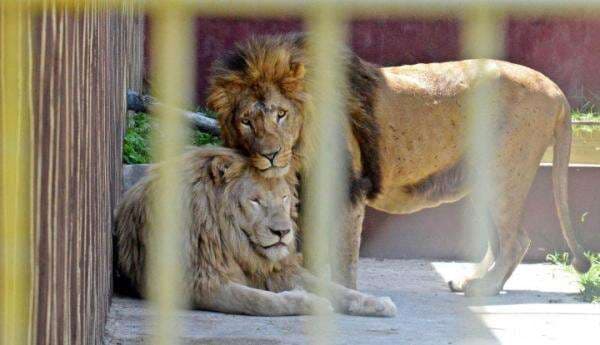 Corona di Afrika Selatan Beda Cerita! Ada Klaster Kebun Binatang yang Infeksi Singa Corona di Afrika Selatan Beda Cerita! Ada Klaster Kebun Binatang yang Infeksi Singa