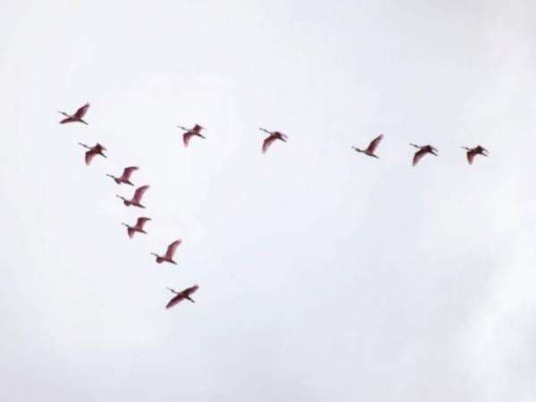 Pernahkah Kamu Bertanya, Mengapa Burung Terbang Selalu Membentuk Formasi V? Pernahkah Kamu Bertanya, Mengapa Burung Terbang Selalu Membentuk Formasi V?