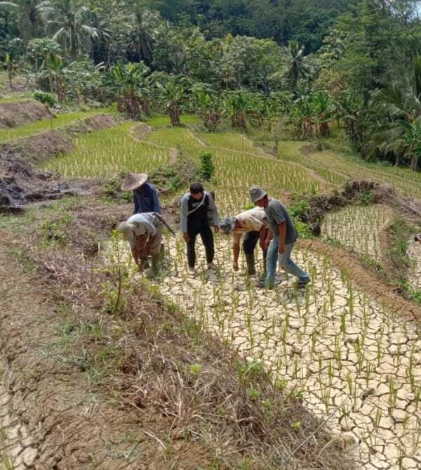 Gawat! Sawah di Lebak Selatan Kekeringan hingga Puso; Warga Seret Nama Perusahaan Raksasa