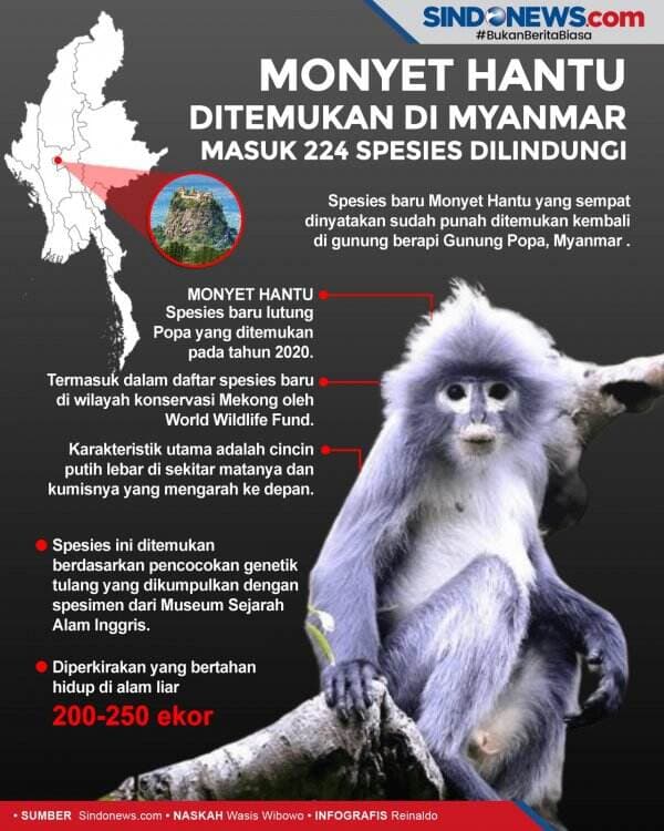 Monyet Hantu Ditemukan di Myanmar, Masuk 224 Spesies Dilindungi