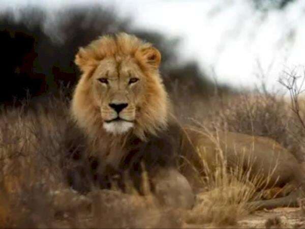 Bukan Raja Rimba, Namun Hewan Ini Mampu Mengalahkan Ketangkasan Singa! Bukan Raja Rimba, Namun Hewan Ini Mampu Mengalahkan Ketangkasan Singa!