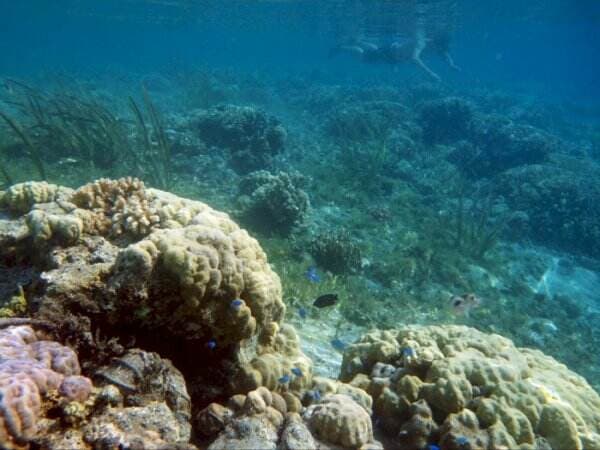 One Day Trip ke Tiga Pulau, Surga Bawah Laut 50 Menit Aja dari Lombok