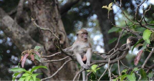 Persebaran Flora dan Fauna di Indonesia Beserta Daerahnya Lengkap, Ada Apa Saja? Persebaran Flora dan Fauna di Indonesia Beserta Daerahnya Lengkap, Ada Apa Saja?