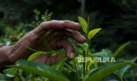 Siapa Orang Pertama yang Minum Teh? Ini Jawabannya