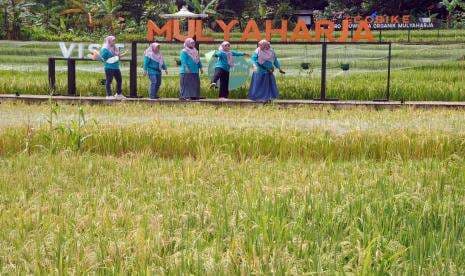 Pemkab Bogor Verifikasi Data Lahan Sawah yang Dilindungi