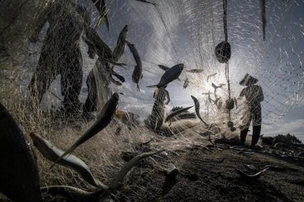 11 Jenis Ikan Laut yang Baik Dikonsumsi untuk Kesehatan