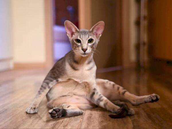 Tidak Berbulu Lebat, 4 Kucing Ini Justru Dijual dengan Harga Lebih Mahal Hingga Miliaran! Tidak Berbulu Lebat, 4 Kucing Ini Justru Dijual dengan Harga Lebih Mahal Hingga Miliaran!