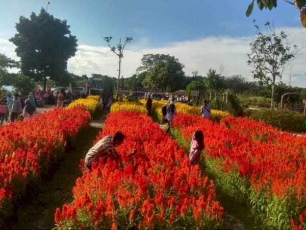 Dulunya Lahan Kosong Tak Terawat, Kini Jadi Taman Bunga Mirip di Luar Negeri