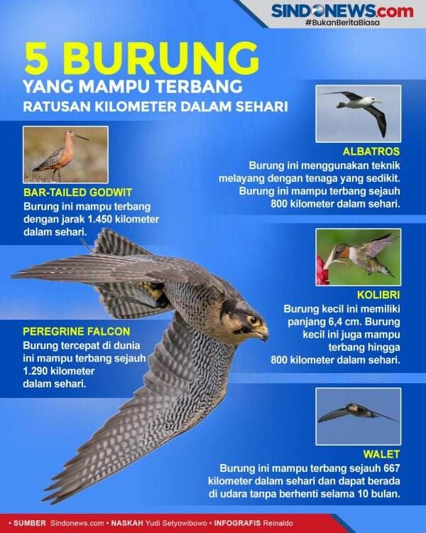 5 Burung yang Mampu Terbang Ratusan Kilometer dalam Sehari