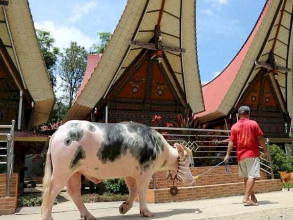 Tinggal di Istana, Kerbau Toraja Dibanderol Sampai Rp1 Miliar, Wow!