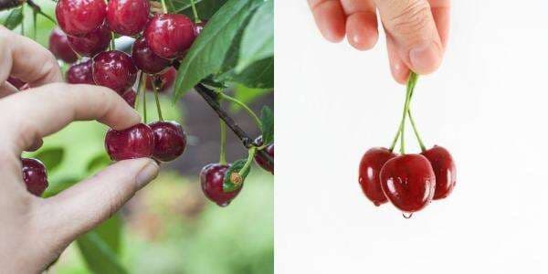 Arti Kata dan Makna Cherry Picking, Istilah Bahasa Inggris yang Ramai Digunakan Arti Kata dan Makna Cherry Picking, Istilah Bahasa Inggris yang Ramai Digunakan