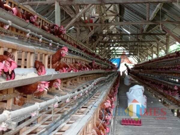 Peternak Ayam Petelur Menjerit, Disperindag Kabupaten Malang: Harga Telur Masih Normal