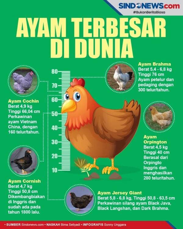 Ayam Terbesar di Dunia, Ada yang Tingginya Hampir 1 Meter