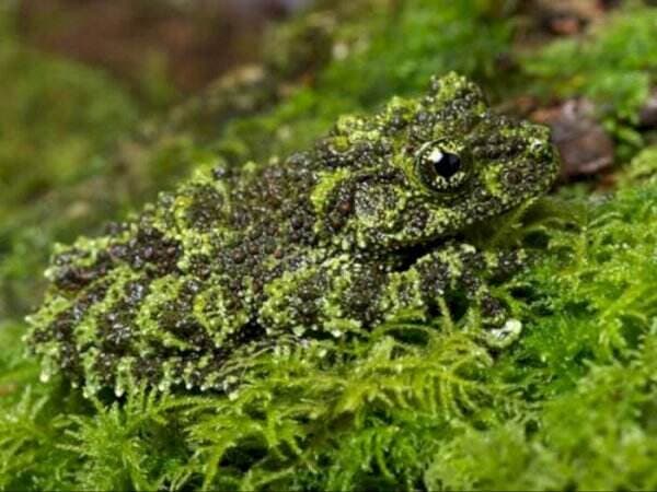 Unik, Begini Cara Katak dan Kodok Melindungi Diri Mereka, Bisa Buat Selebrasi Juga!