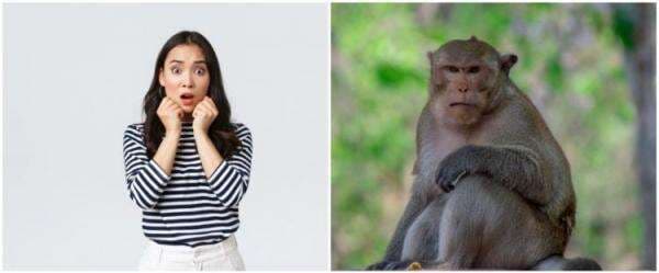 9 Arti mimpi digigit monyet yang bikin penasaran, punya makna mendalam 9 Arti mimpi digigit monyet yang bikin penasaran, punya makna mendalam