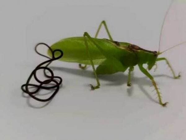 Hebat, Hewan Parasit Ini Bisa Mengendalikan Pikiran Korbannya untuk Bertahan Hidup! Hebat, Hewan Parasit Ini Bisa Mengendalikan Pikiran Korbannya untuk Bertahan Hidup!