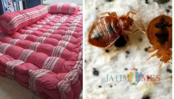 Tinggi, Kutu Kasur di Tulungagung yang Suka Hisap Darah Orang Tinggi, Kutu Kasur di Tulungagung yang Suka Hisap Darah Orang