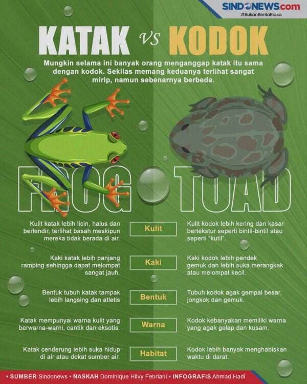 Serupa tapi Tak Sama, Ini Perbedaan Katak dan Kodok