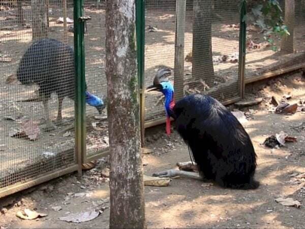 Burung Terbesar di Dunia Punya Sayap tapi Gak Bisa Terbang, Ada di Indonesia!