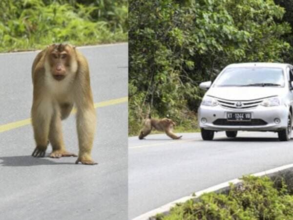 Satwa Liar Berkeliaran di Tengah Jalan di IKN Nusantara, Bagaimana Nasib Mereka?