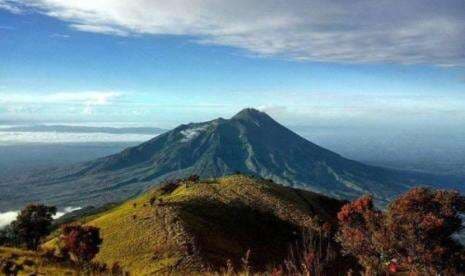 Pohon Kopi Jenis Liberica Langka di Gunung Lawu Sangat Potensial