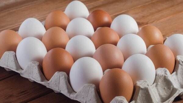 Perbedaan Telur Ayam Warna Coklat dan Putih, Mana yang Lebih Sehat? Perbedaan Telur Ayam Warna Coklat dan Putih, Mana yang Lebih Sehat?