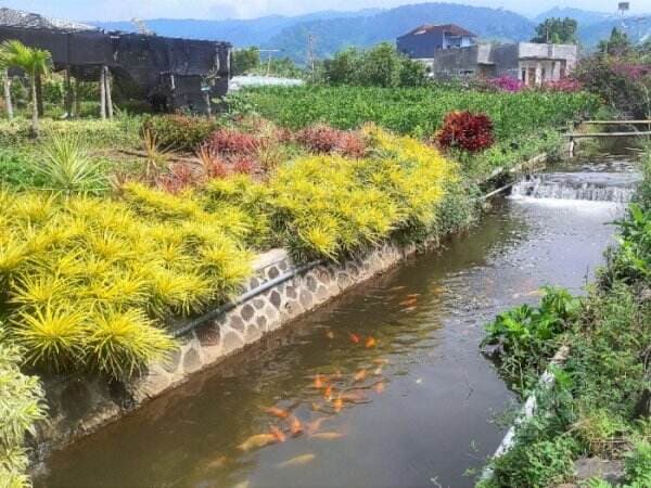 Cantik Banget! Dulunya Tempat Buang Sampah, Selokan di Malang Disulap Jadi Kolam Ikan