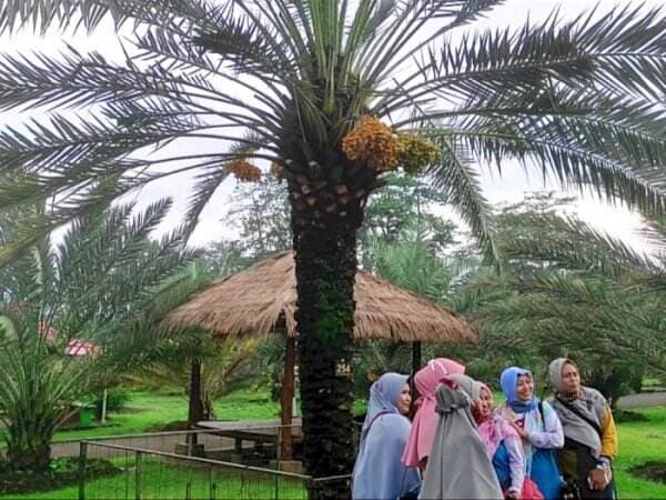 Sempat Viral! Pohon Kurma Tumbuh Subur di Pasuruan Mirip di Timur Tengah