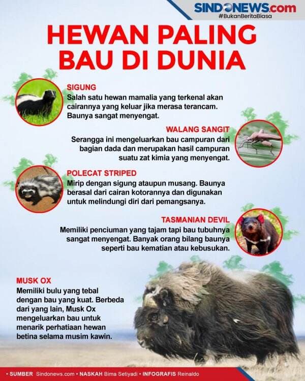 Hewan Paling Bau di Dunia, Nomor 5 Digunakan Mencari Pasangan