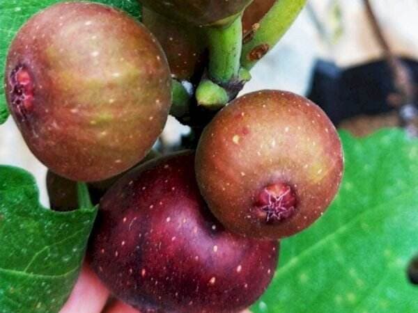 Masya Allah! Tertulis di Al-Qur’an, Buah Tin atau Buah Surga Tumbuh Subur di Indonesia Masya Allah! Tertulis di Al-Qur’an, Buah Tin atau Buah Surga Tumbuh Subur di Indonesia