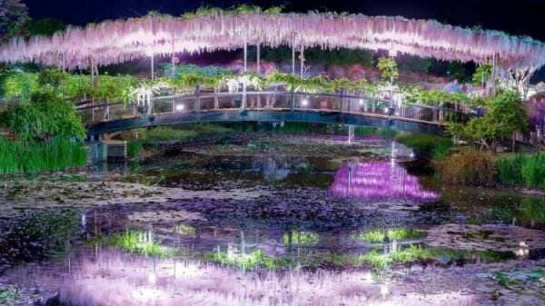 5 Tempat Terbaik Melihat Pohon Wisteria Di Sekitar Tokyo