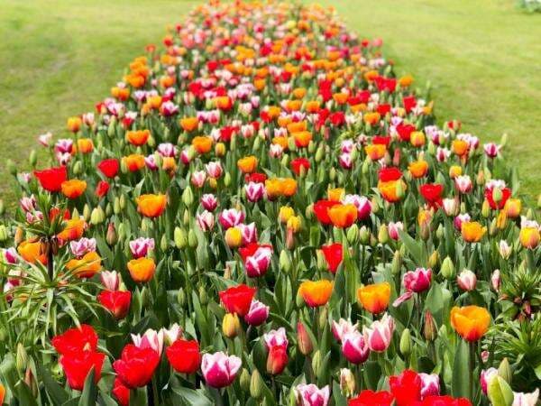 Cantiknya Bunga Tulip Bermekaran di Halaman Kastil Belgia Cantiknya Bunga Tulip Bermekaran di Halaman Kastil Belgia