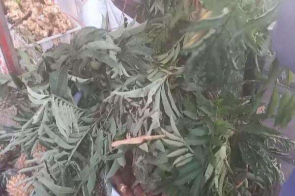 7 Manfaat Daun Sungkai, dari Obat Demam hingga Tingkatkan Kesuburan 7 Manfaat Daun Sungkai, dari Obat Demam hingga Tingkatkan Kesuburan