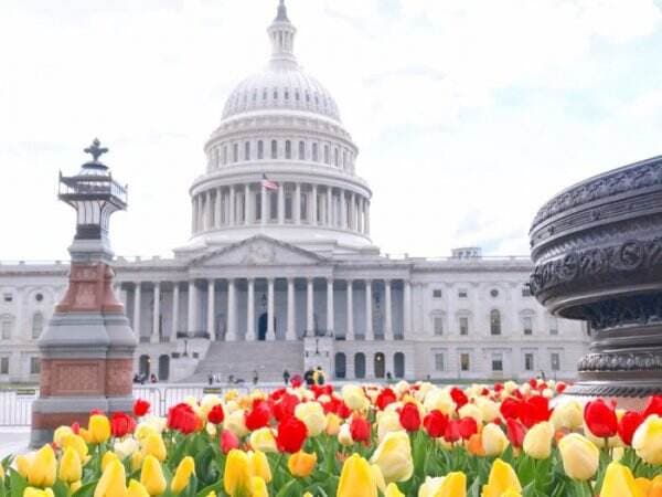 Cantik Banget! Enggak Hanya di Belanda, Bunga Tulip Juga Bermekaran di Amerika