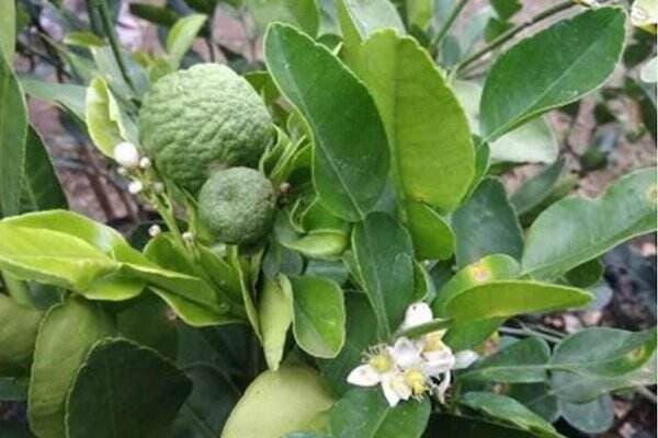 5 Manfaat Jeruk Purut untuk Kesehatan 5 Manfaat Jeruk Purut untuk Kesehatan