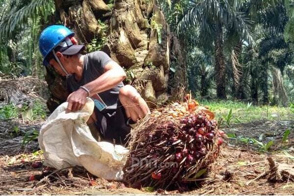 BPDPKS Kenalkan Kelapa Sawit ke Tenaga Pengajar di Jatim