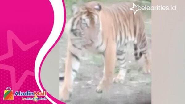Harimau Sumatera Masuk Perkampungan di Riau, Warga Panik