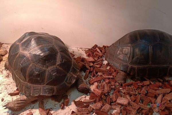 Aldabra, Kura-kura Terbesar Kedua di Dunia yang Mudah Dipelihara Aldabra, Kura-kura Terbesar Kedua di Dunia yang Mudah Dipelihara