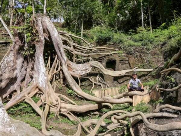 Viral di Ubud, Bali! Wisata Akar Pohon Raksasa Ini Mirip di Kamboja!