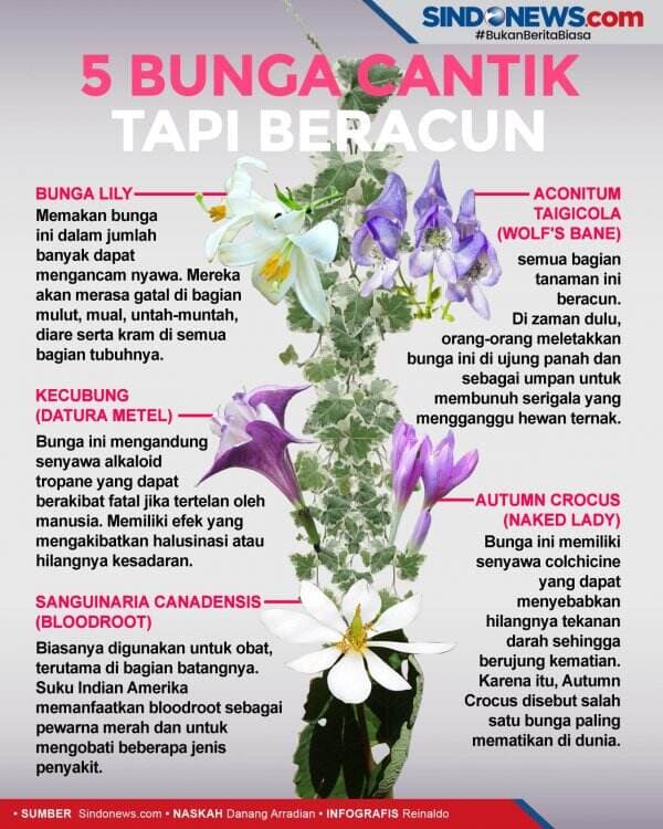 5 Bunga Cantik tapi Beracun, Ada Kecubung dari Indonesia