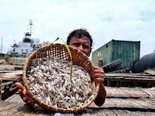 Punya Rasa yang Khas, Begini Proses Pembuatan Ikan Asin di Cilincing