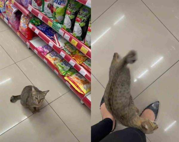 Viral! Seekor Kucing Minta Belikan Makan ke Pengunjung Mini Market Viral! Seekor Kucing Minta Belikan Makan ke Pengunjung Mini Market