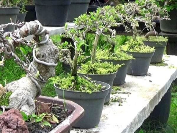 Diam-diam Bonsai Buatan Petani Indonesia Jadi Rebutan di Asia dan Eropa!