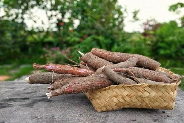 Cara Masak Singkong dengan Aman, Dijamin Bebas Racun Sianida