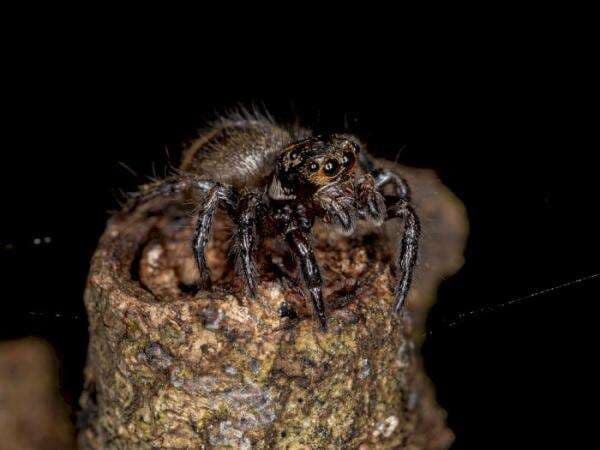 Ini 'Serangga Kaki 8' Terbesar yang Masih Hidup, Ternyata Sering Dimakan Orang Indonesia Ini 'Serangga Kaki 8' Terbesar yang Masih Hidup, Ternyata Sering Dimakan Orang Indonesia
