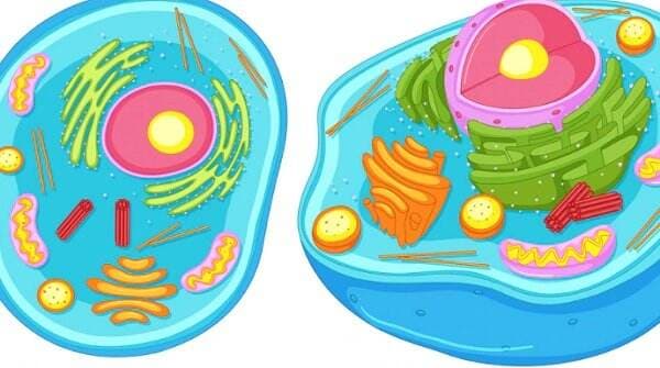 Sel Hewan: Struktur, Pengertian, Ciri-cirinya dan Perbedaannya dengan Sel Tumbuhan
